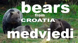 Bears from Croatia