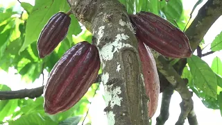 Bohol Chocolate Farm  Story