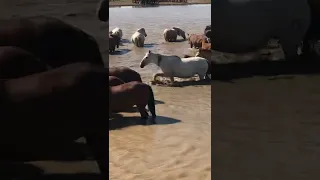 Лошади на водопое. Западно-Казахстанская область.