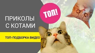 Приколы с котами! ТОПовая подборка смешных видео с кошечками и котиками