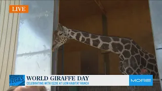 Celebrating World Giraffe Day