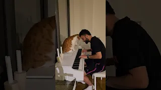 When Fevzi hears piano 😴🎹🐈❤️