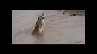Crocodile Kill and Eat Baboon