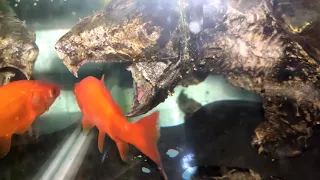 Giant Alligator Snapping Turtle Eats Goldfish  | live feeding