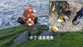 【東北角磯釣】東北角釣魚試播集 馬岡潮間帶(Magang intertidal zone of Taiwan’s Northeast Corner)#馬岡潮間帶#貢寮區#釣魚#磯釣 #臭肚魚 #豬哥魚