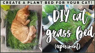 I made my cats a BED OF GRASS?! Cat Grass Bed Tutorial & Experiment