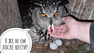 How the Eagle owl Yoll left me with eggs and went to sit on the swing