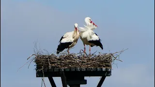 Brutal attack  - explicit images on a White Stork nest 2022