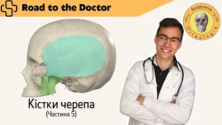 Кістки черепа | Частина 5 | Череп в цілому. Скронева, підскронева та крило-піднебінна ямки