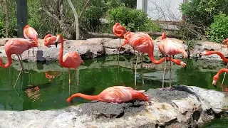 Flamingos at Stone Zoo #flamingo