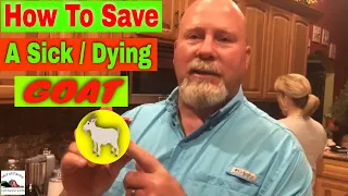 How to Save a Sick Goat | Goat Home Remedy | How to Save a Goat From Dying