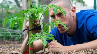 How to Grow More Food in Less Space