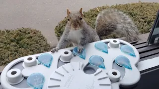 Can squirrels solve an advanced cat puzzle?