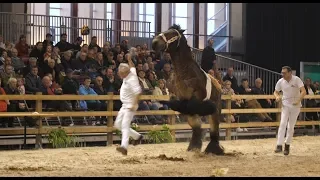 Belgian Draft Horses-national exhibition-an accident is in a small corner