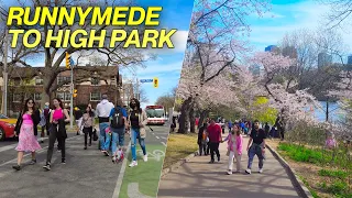 Toronto Runnymede to High Park Cherry Blossoms Walk (May 2022)