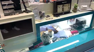 Мать-кошка залезла в витрину магазина и кормит котят