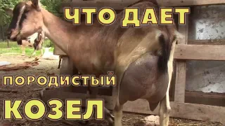 Что дает хороший породистый козел