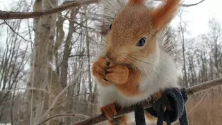 Про забавных белок / About funny squirrels