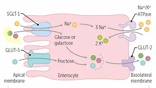 Транспорт через клеточную мембрану: физиология #1
