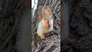 С Хорошей белкой подошли к маленькому бельчонку 🐿️Good squirrel and I approached the little squirrel