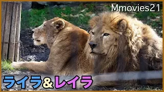 秋の日のライオン夫婦 ライラ&レイラ　旭山動物園