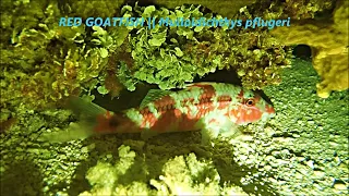 Night Dive Spearfishing in a Paradise Island [ep7] MAJURO, MARSHALL ISLANDS MH