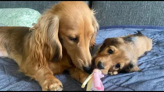 【ダックス子犬】微笑ましいダックスフンドの親子 Dachshund puppy mother dog father dog