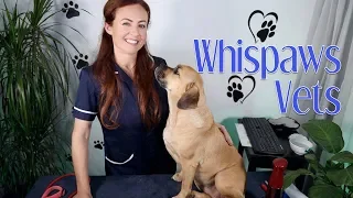 🐾 ASMR Veterinary Checkup 🐾 Brushing, Massage, Typing / Charity Video