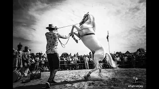 Horse Dancing at The Cattle Fair Ground Pushkar, Rajasthan, India | Amazing Horse Dance Competition