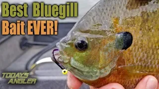 Best BIG Bluegill Bait Ever!! - How To - Todays Angler