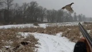 Cold Snowy Pheasant Hunt.