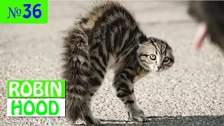 ПРИКОЛЫ 2017 с животными. Смешные Коты, Собаки, Попугаи // Funny Dogs Cats Compilation. Февраль №36