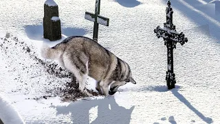 A wolf started to dig up a fresh grave while the family watched. It saved two lives