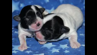 Coton de Tulear - Jara Rose 9/22/20