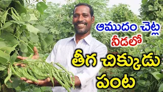 Broad Beans Farming | తీగ చిక్కుడు సాగు | Chikkudu Cultivation | Shiva Agri Clinic