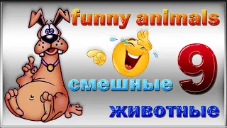 jokes with animals -  смешные животные - funny animals -  9