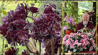 AEONIUM : DES SUCCULENTES GRAPHIQUES ET COLORÉES POUR LES CLIMATS DOUX… Le Quotidien du Jardin N°284