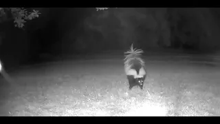 Feisty Skunk Sprays Opossum