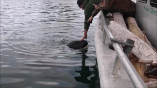 Orca encounter