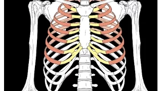 Anterior Thoracic wall