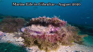 Marine Life in Gibraltar - August 2020