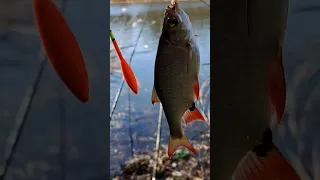 Весення рыбалка красноперка, плотва #рыбалка #красноперка #fishing #плотва #днепр