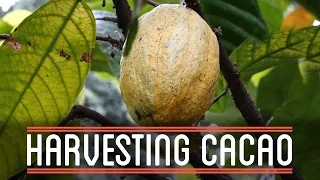 Harvesting Cacao | How to Make Everything: Chocolate Bar