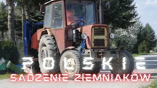 🇵🇱 Polskie sadzenie ziemniaków 🇵🇱  ❤️ Ciapek w Akcji! ❤️ 🔥 Ursus c-330 & Agrozet SA 🔥