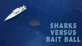 SHARKS SWARMING A BAIT BALL