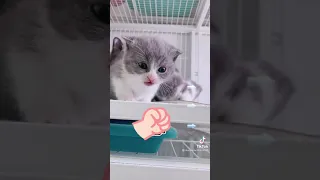 OMG So Cute Cats ♥ Best Funny Cat ❤️🐈Videos 2021 #  2252 755