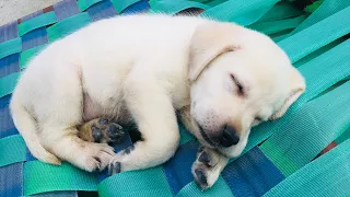 Sleeping beauty #shorts #dog #cute #trending #like #shortvideo #labrador