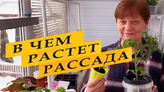 Сколько грунта надо рассаде.