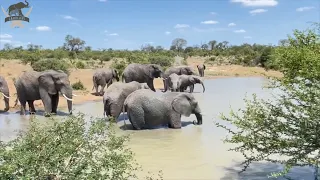 New Member of the Jabulani Elephant Herd, Little Phabeni Goes Swimming!