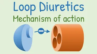 Loop diuretics Mechanism of action